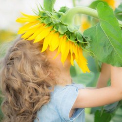 Happy child smelling beautiful sunflower outdoors in spring field